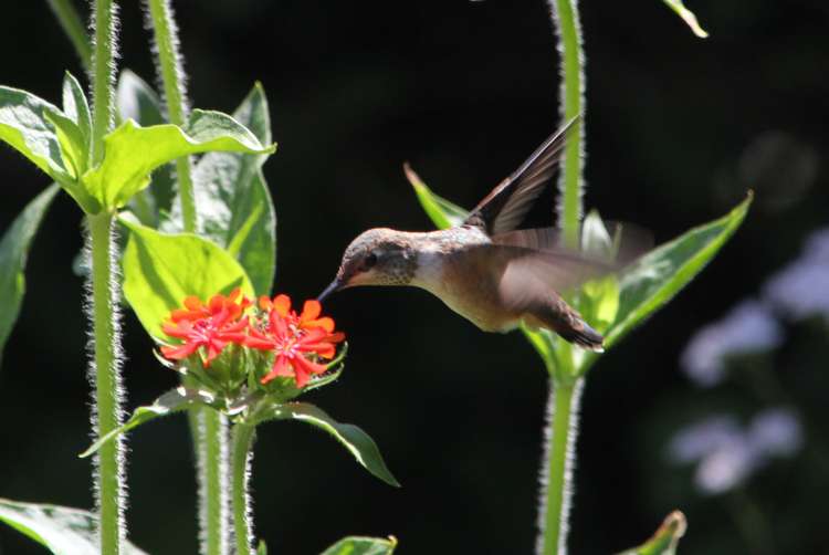 Rufous Hummer Feeding